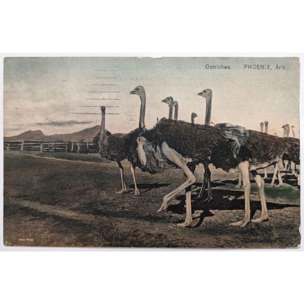 Ostriches near Phoenix Arizona Desert Mountains Farm‎ Animals c1911 Postcard D2